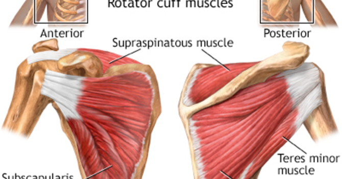 What is the rotator cuff? image